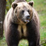 पौड़ी में बढ़ता भालू आतंक: 2025 में 1 की मौत, 12 घायल, 53 मवेशियों पर हमला