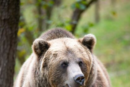 पौड़ी में बढ़ता भालू आतंक: 2025 में 1 की मौत, 12 घायल, 53 मवेशियों पर हमला