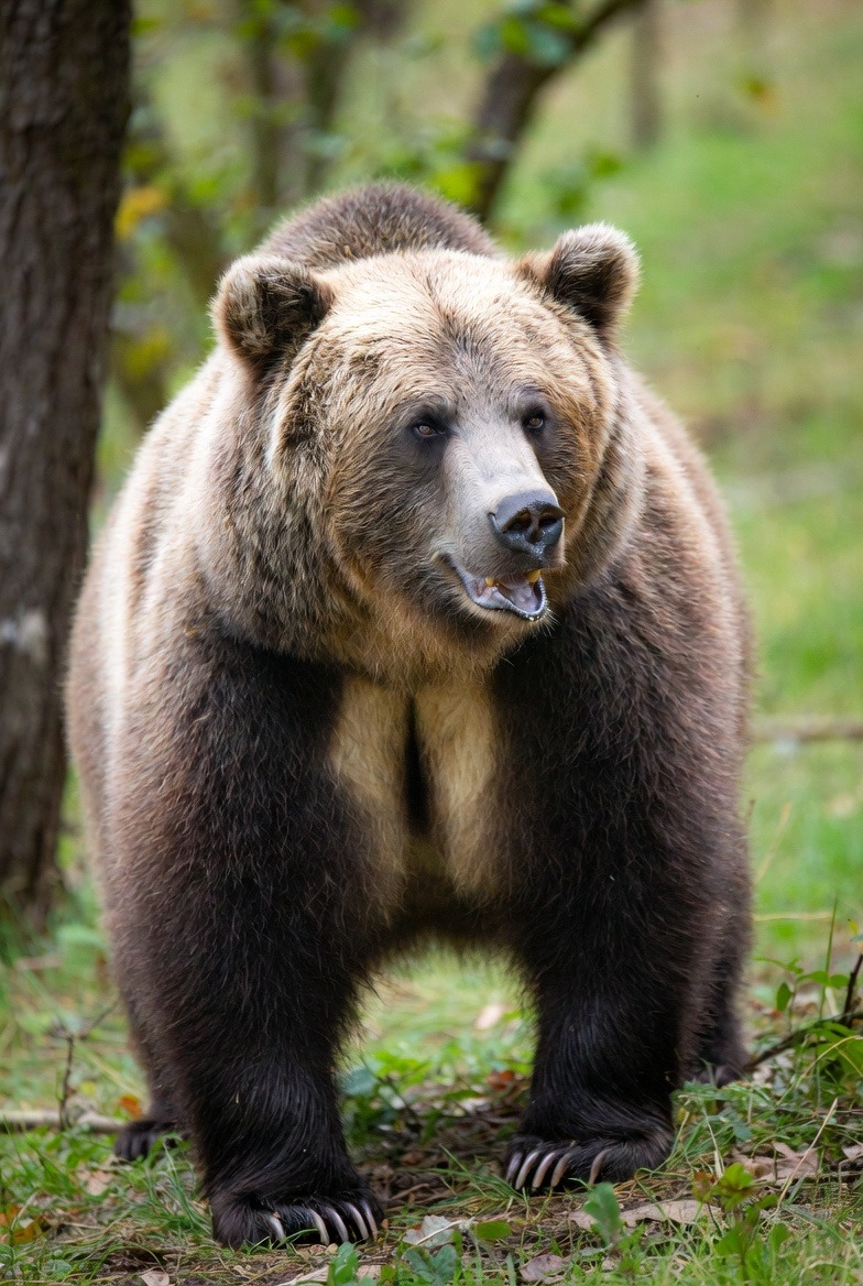 पौड़ी में बढ़ता भालू आतंक: 2025 में 1 की मौत, 12 घायल, 53 मवेशियों पर हमला