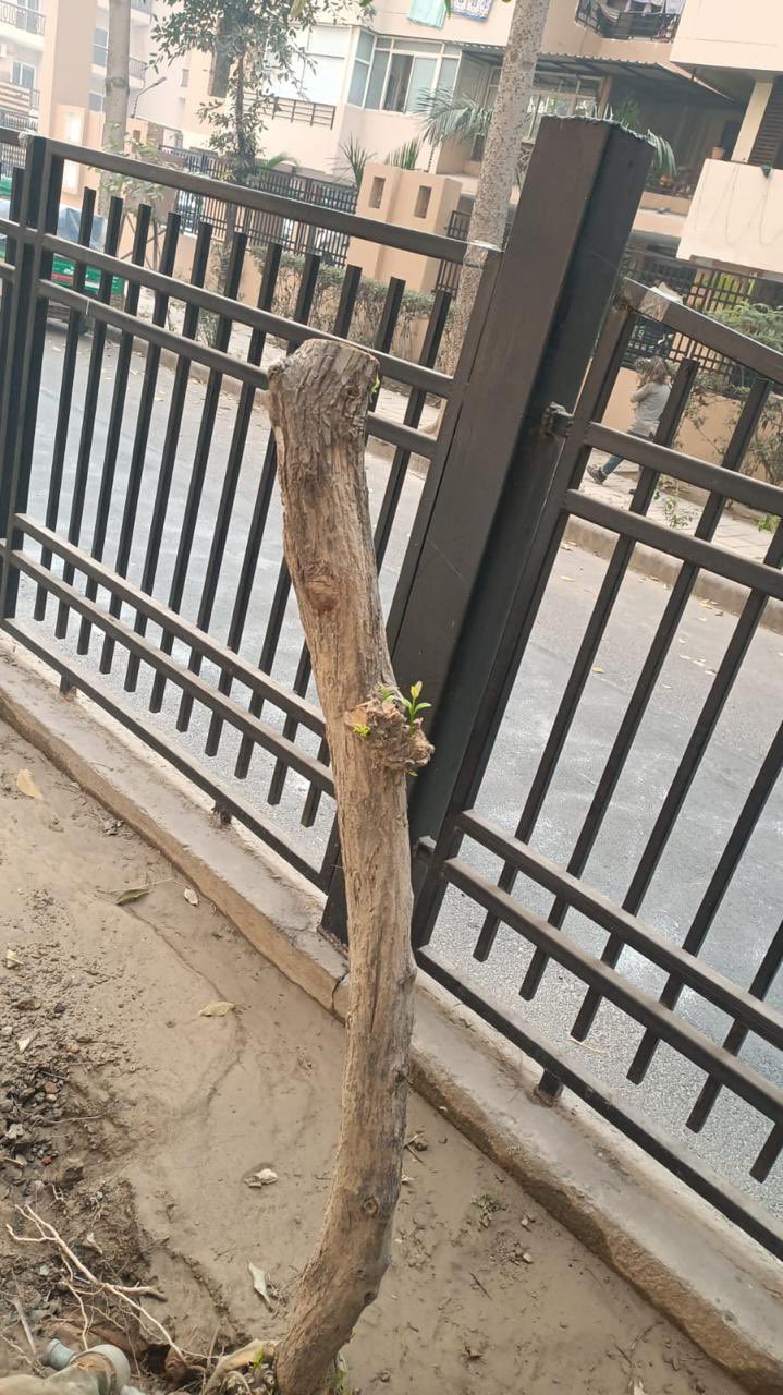 GRAP-3 के बीच गाजियाबाद में 25 पेड़ों की अवैध कटाई