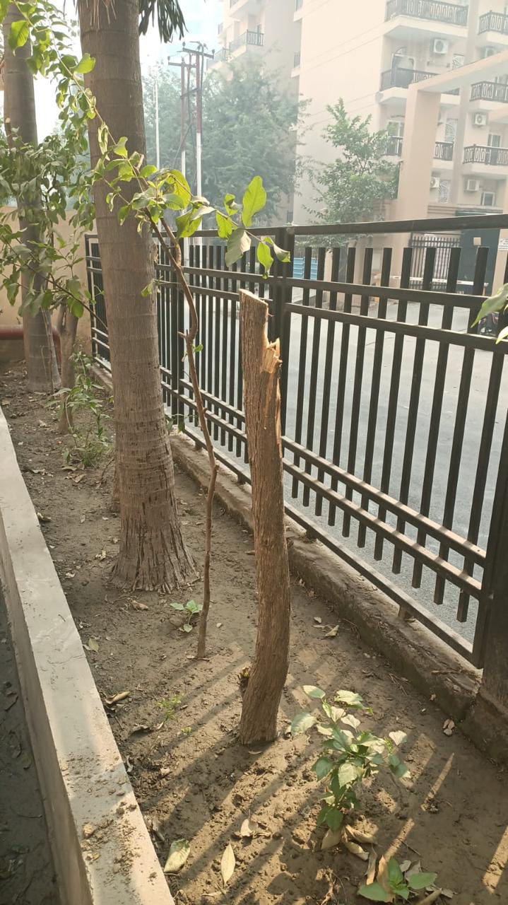 GRAP-3 के बीच गाजियाबाद में 25 पेड़ों की अवैध कटाई