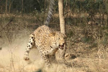 पौड़ी गुलदार हमला मामला