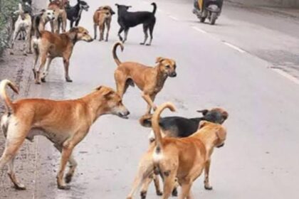 कुत्तों का आतंक