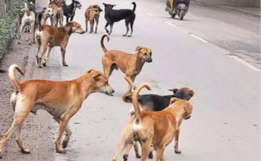 कुत्तों का आतंक