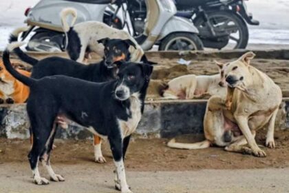 गाजियाबाद डॉग बाइट मामले