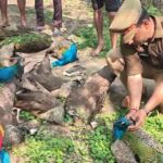 Peacock Death Ghaziabad