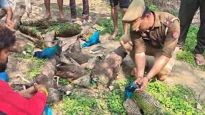 Peacock Death Ghaziabad