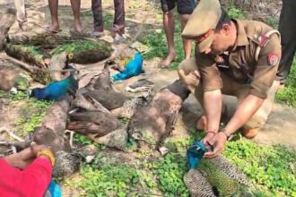 Peacock Death Ghaziabad