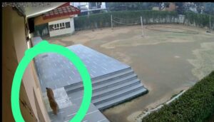 गाजियाबाद स्कूल में तेंदुआ