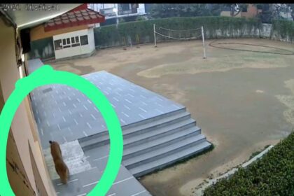 गाजियाबाद स्कूल में तेंदुआ