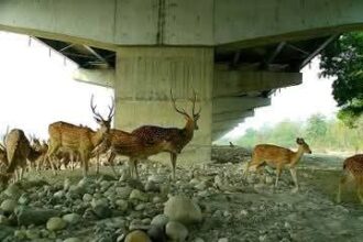 दिल्ली-देहरादून इकोनॉमिक कॉरिडोर पर वन्यजीव संरक्षण की बड़ी कामयाबी