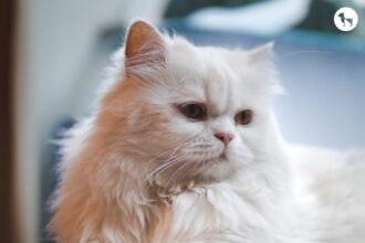 गाजियाबाद में बिल्ली की मौत पर हंगामा, गलत इलाज का आरोप, जांच की मांग तेज