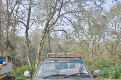 जंगल सफारी