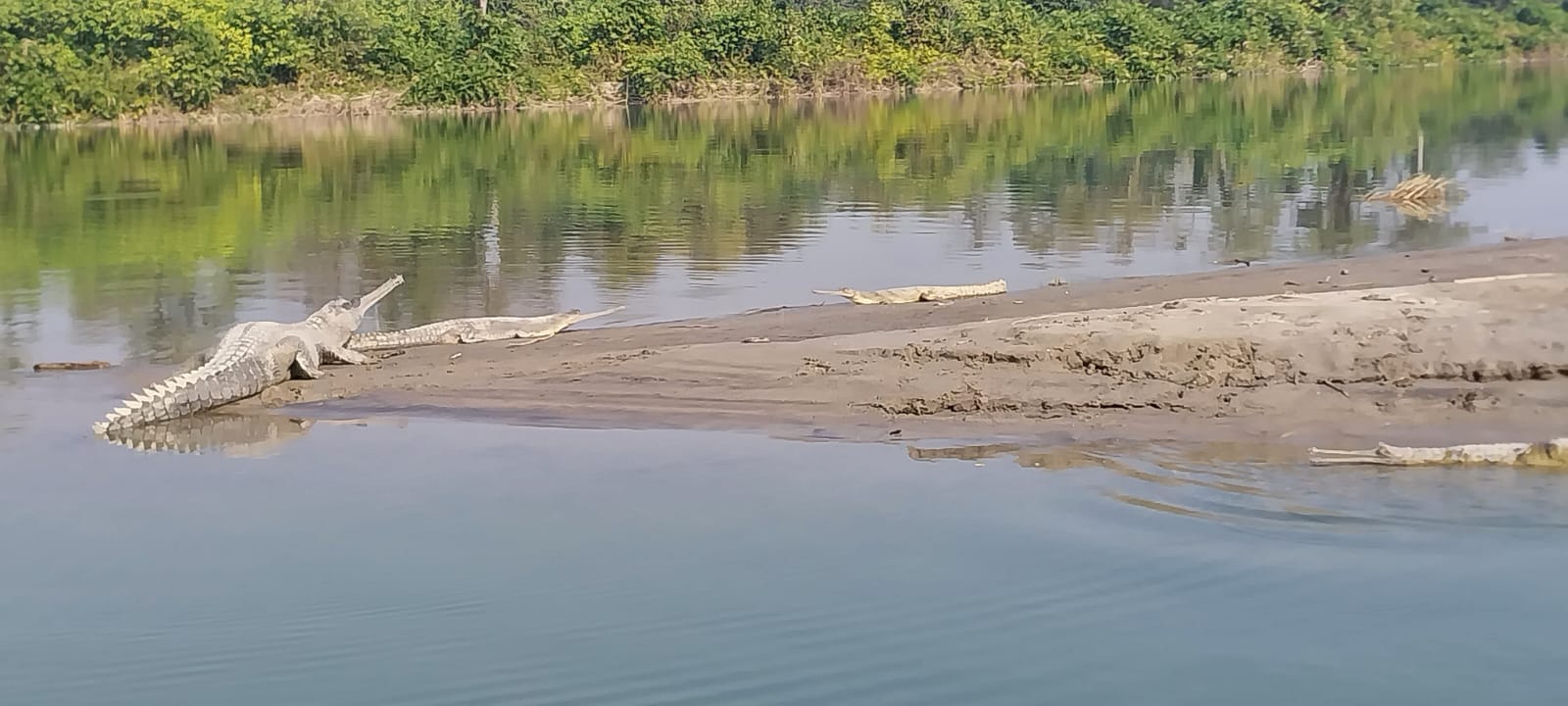 जंगल सफारी