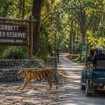 Supreme Court Jungle Safari Ban