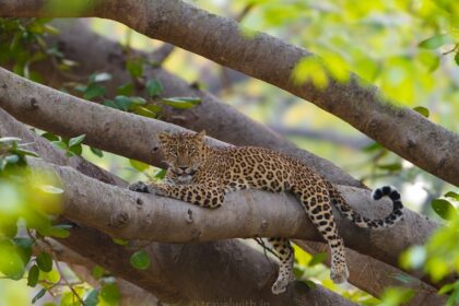 राजाजी टाइगर रिजर्व चिल्लावाली रेंज