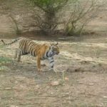 सरिस्का टाइगर रिजर्व ट्रिप