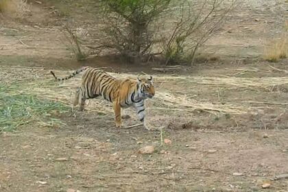 सरिस्का टाइगर रिजर्व ट्रिप