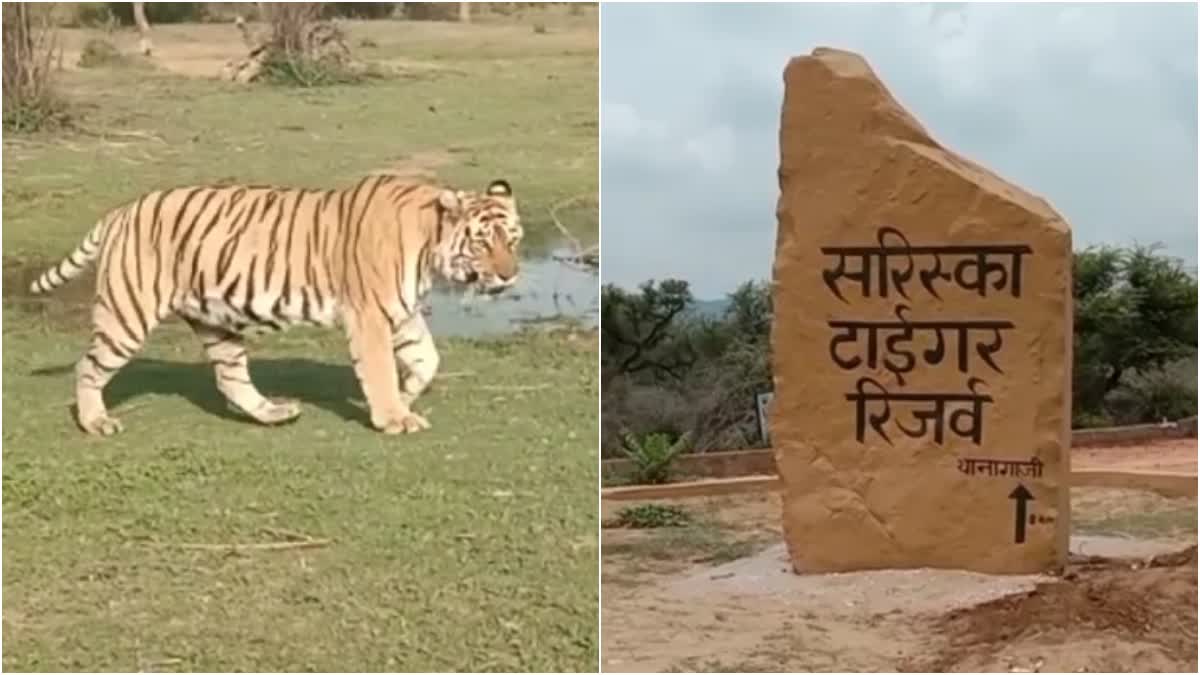 सरिस्का टाइगर रिजर्व ट्रिप